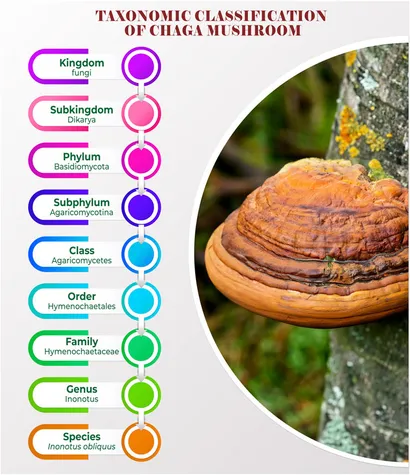 fphar-14-1273786-g001